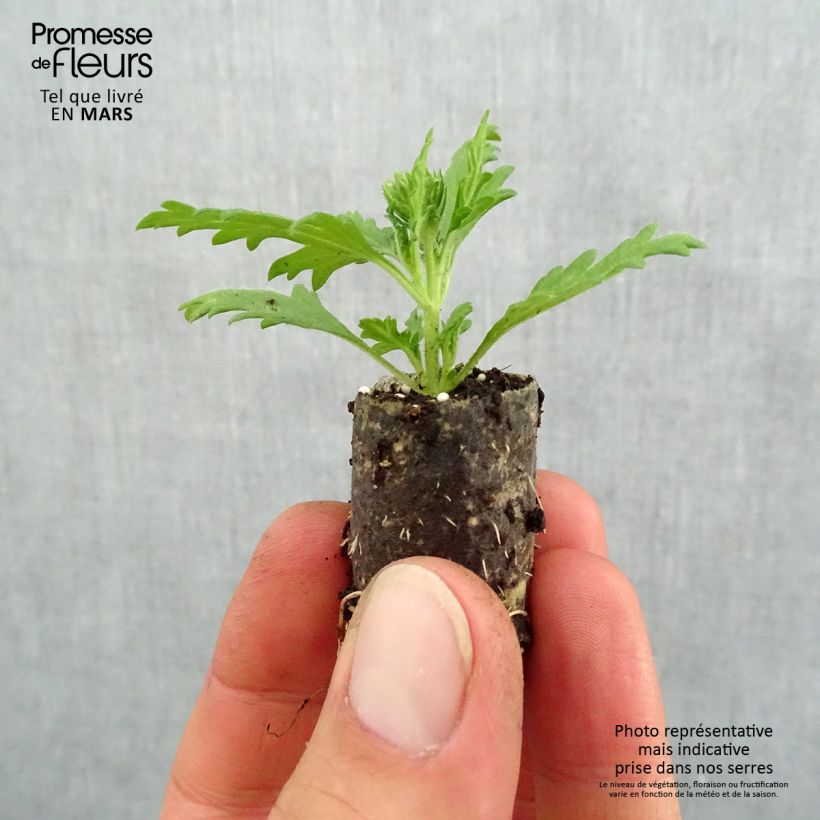 Spécimen de Verveine Lavender White Mini-motte 2,5 cm tel que livré au printemps