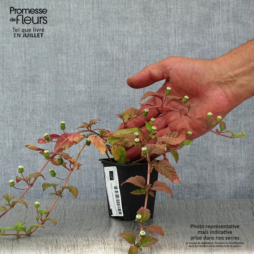 Spécimen de Verveine Sucrante BIO - Lippia dulcis Godet de 7/8 cm tel que livré en été