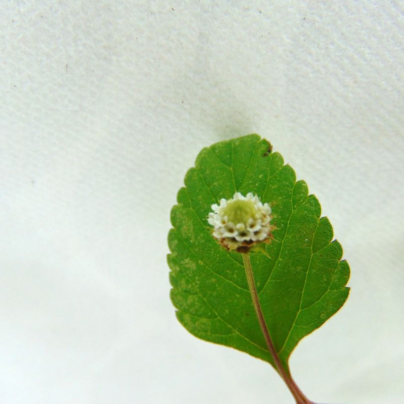 Verveine Sucrante BIO - Lippia dulcis (Floraison)