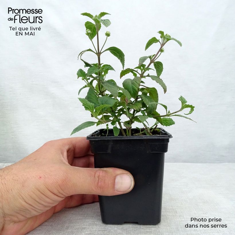 Spécimen de Verveine Sucrante BIO - Lippia dulcis Godet de 7/8 cm tel que livré au printemps