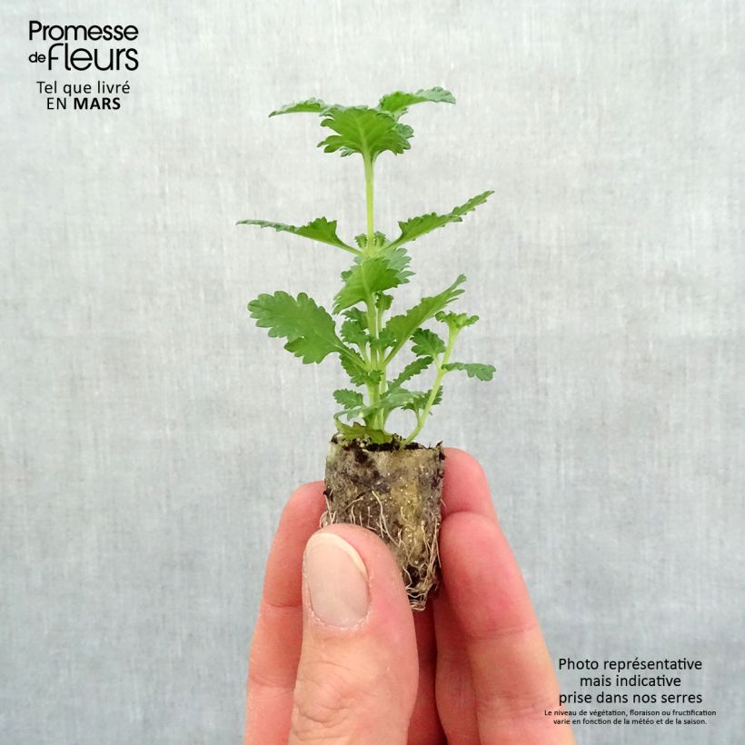Spécimen de Verveine Superbena Royale Peachy Keen Mini-motte 2,5 cm tel que livré au printemps