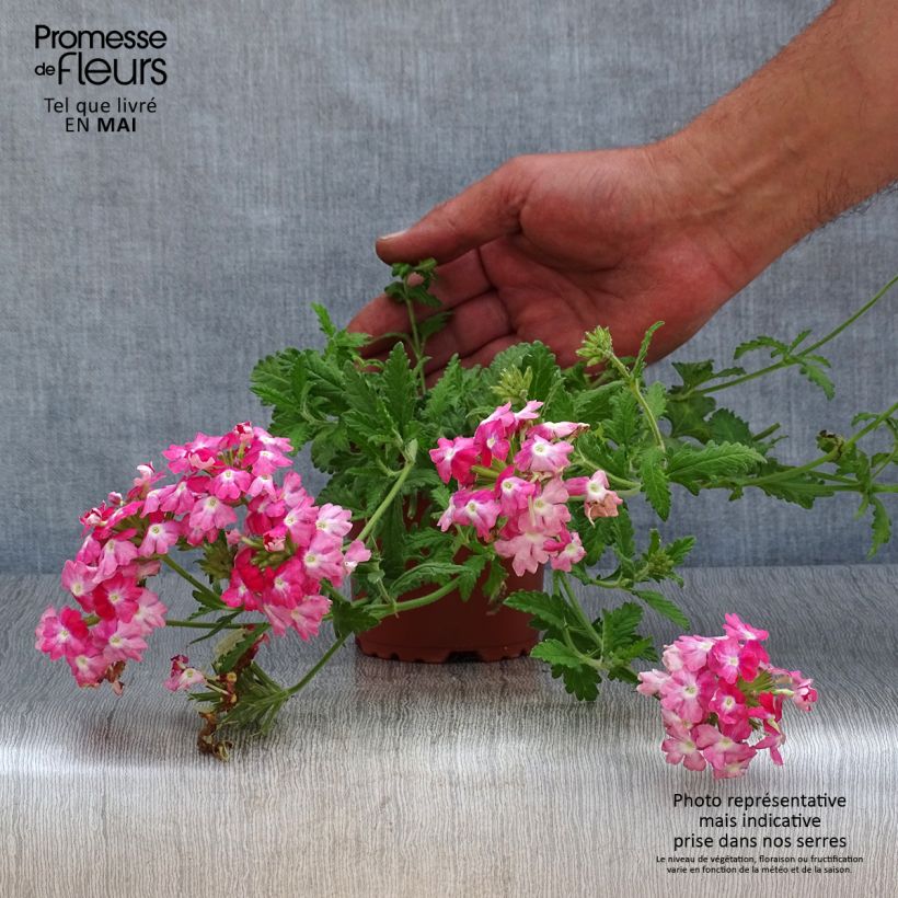 Spécimen de Verveine Superbena Royale Peachy Keen - godet de 8/9cm tel que livré au printemps