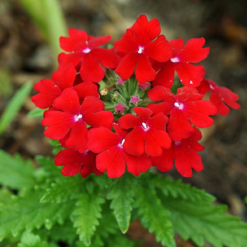Verveine Vepita Dark Red - Verveine des jardins (Floraison)