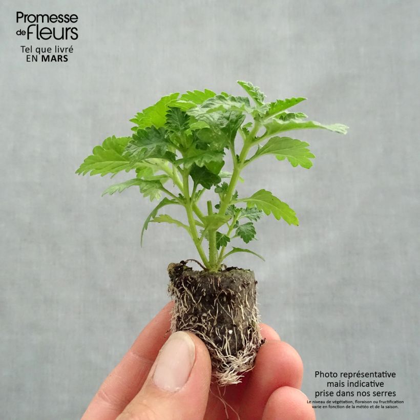 Spécimen de Verveine Vepita Dark Red - Verveine des jardins Mini-motte 4 cm tel que livré au printemps