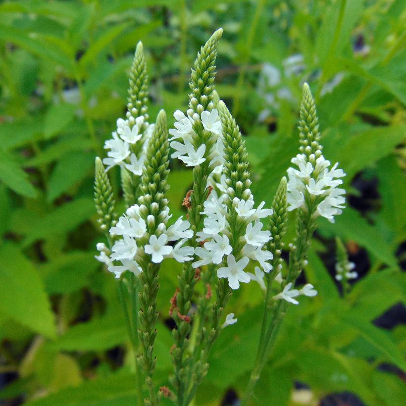 Verveine - Verbena hastata Alba (Floraison)