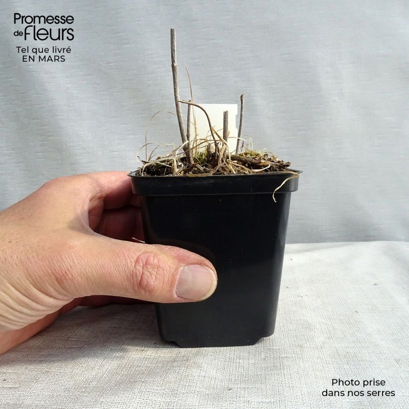 Spécimen de Verveine - Verbena hastata Alba Godet de 9cm tel que livré au printemps