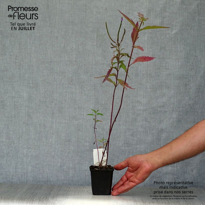 Spécimen de Verveine - Verbena hastata Godet de 8/9 cm tel que livré en été