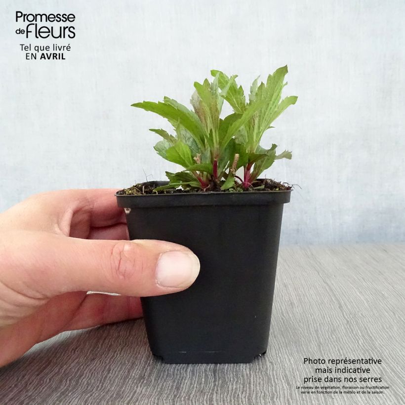 Spécimen de Verveine - Verbena hastata Godet de 9cm tel que livré au printemps