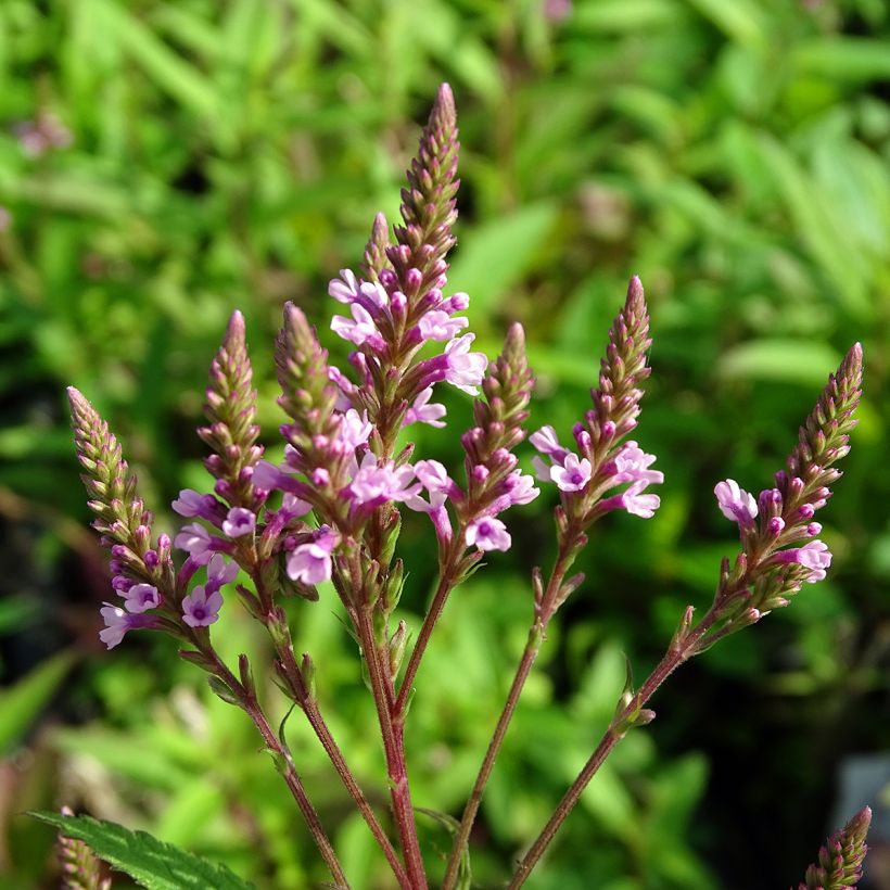 Verveine - Verbena hastata Rosea (Floraison)