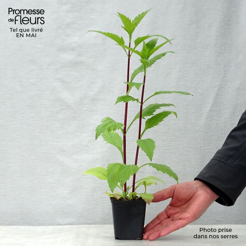 Spécimen de Verveine - Verbena hastata Rosea Godet de 9cm tel que livré au printemps