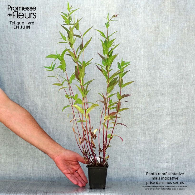Spécimen de Verveine - Verbena hastata Rosea Godet de 8/9 cm tel que livré en été