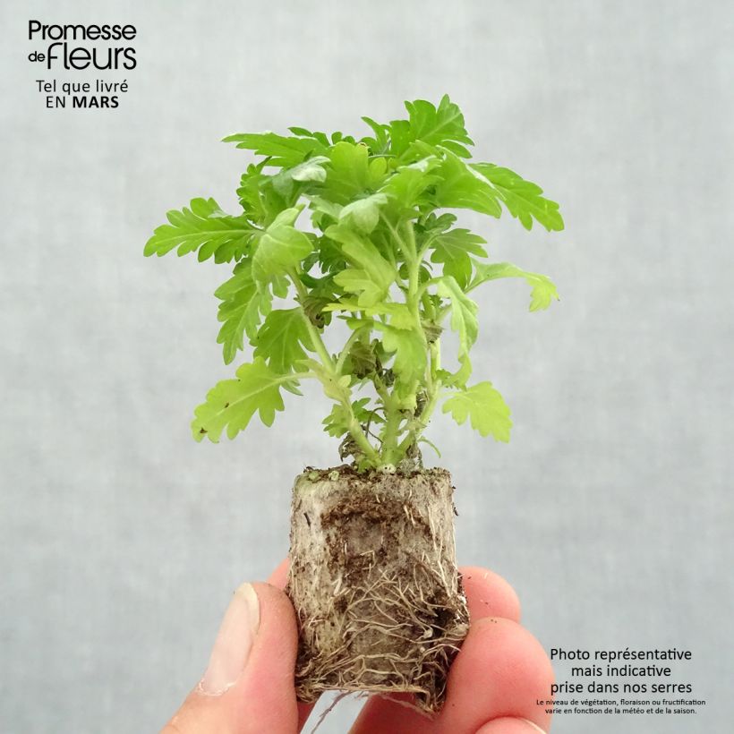 Spécimen de Verveine Virgo Burgundy Mini-motte 4 cm tel que livré au printemps