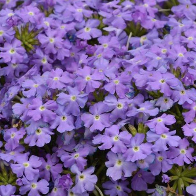 Verveine Virgo Sky Blue (Floraison)