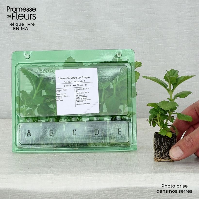 Spécimen de Verveine Virgo up Purple Mini-motte 4 cm tel que livré au printemps