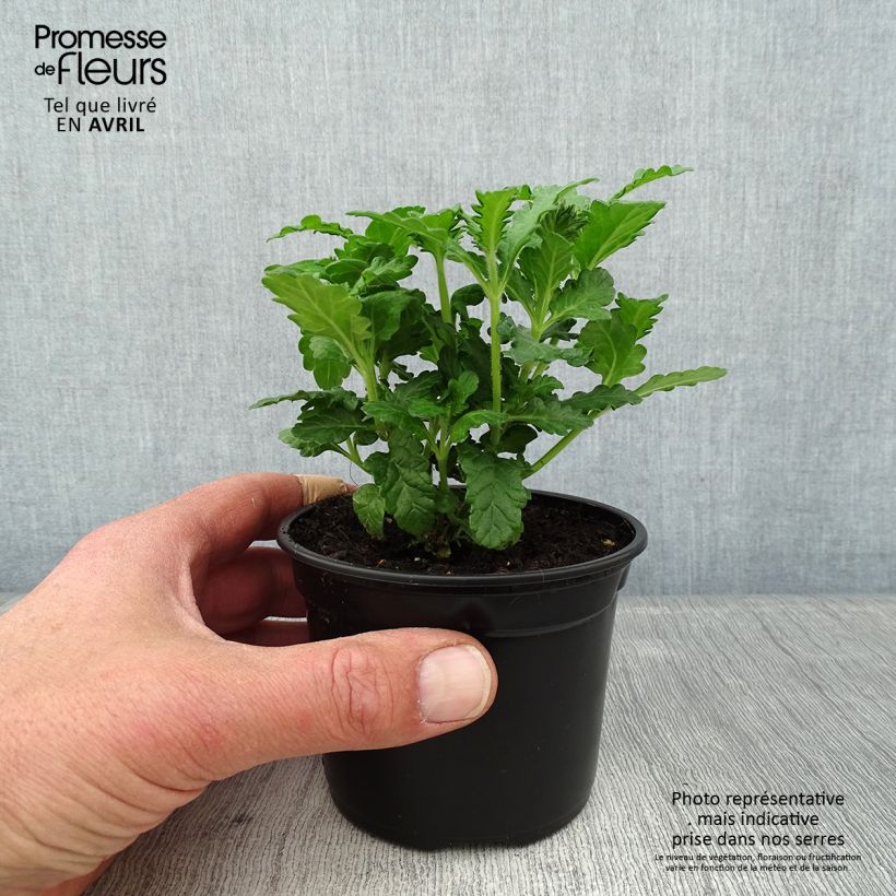 Spécimen de Verveine Virgo up Purple - godet de 8/9cm tel que livré au printemps