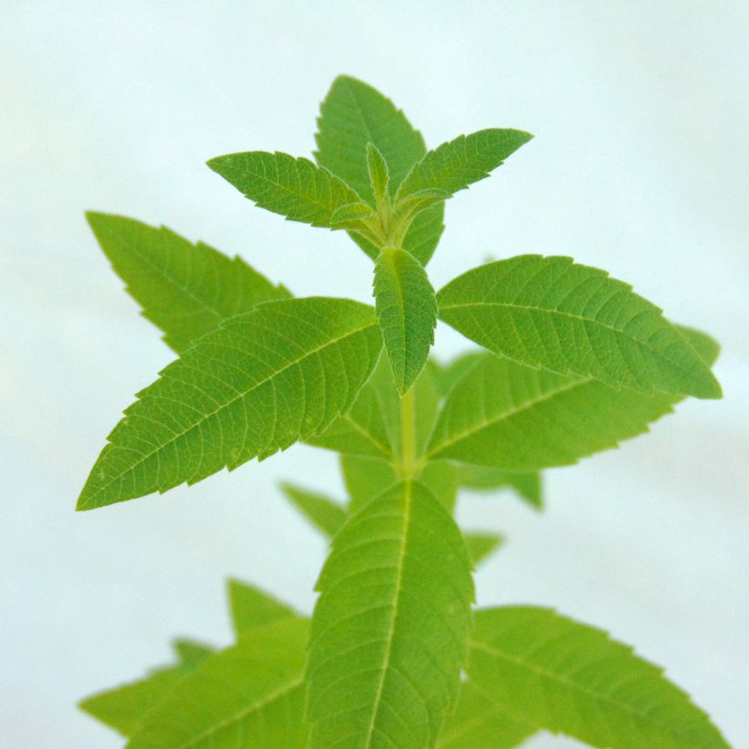 Verveine citronnelle - Aloysia triphylla en plants (Feuillage)