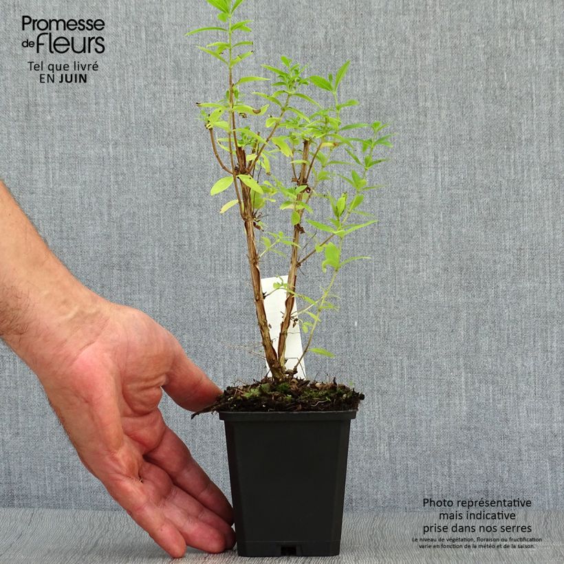 Spécimen de Verveine citronnelle - Aloysia triphylla en plants Godet de 7/8 cm tel que livré en été