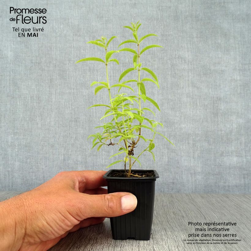 Spécimen de Verveine citronnelle - Aloysia triphylla en plants Godet de 7/8 cm tel que livré au printemps