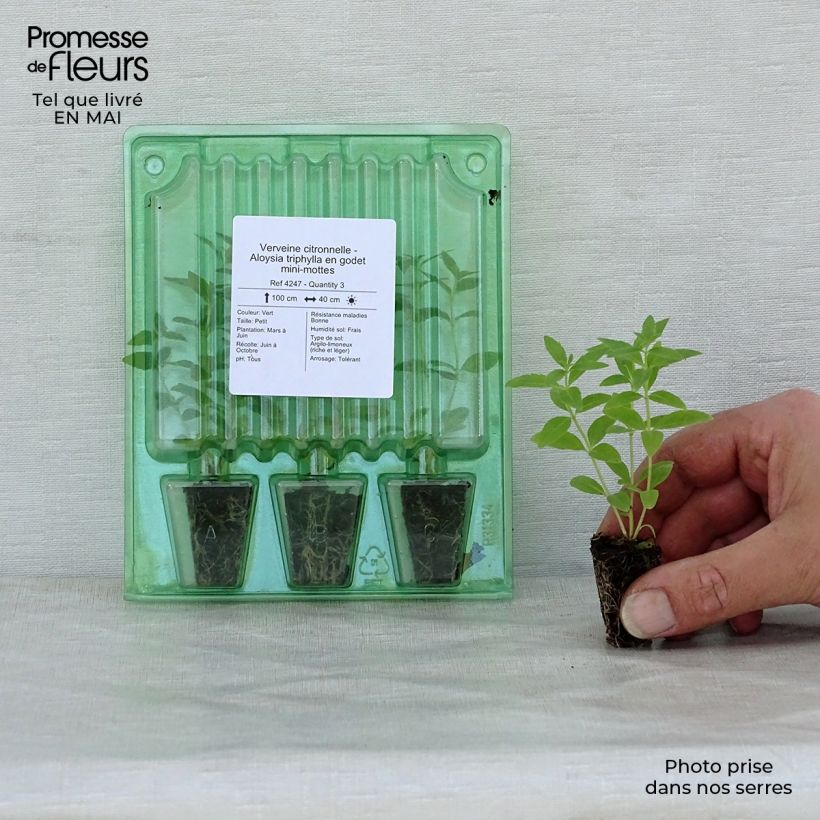 Spécimen de Verveine citronnelle - Aloysia triphylla en plants Mini-motte Ø 1,5/2,5 cm, Livré en hauteur de 5 à 10 cm tel que livré au printemps