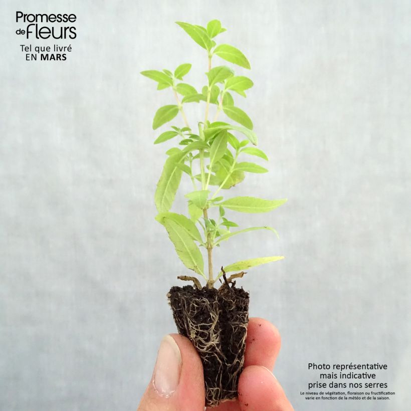 Spécimen de Verveine citronnelle BIO - Aloysia citriodora Mini-motte 3 cm tel que livré au printemps