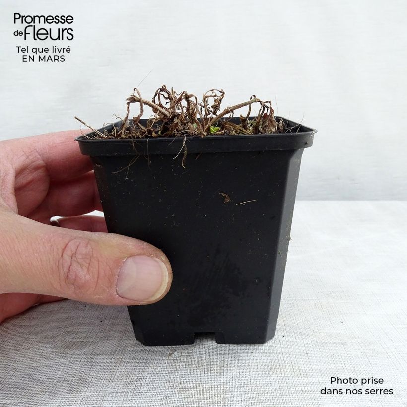 Spécimen de Verveine hastée White Spires - Verbena hastata White Spires Godet de 9cm tel que livré au printemps