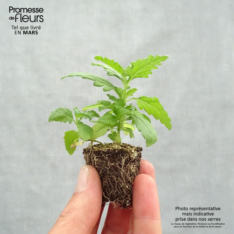 Spécimen de Verveine naine Quartz mélange en plaque de 16 plants tel que livré au printemps