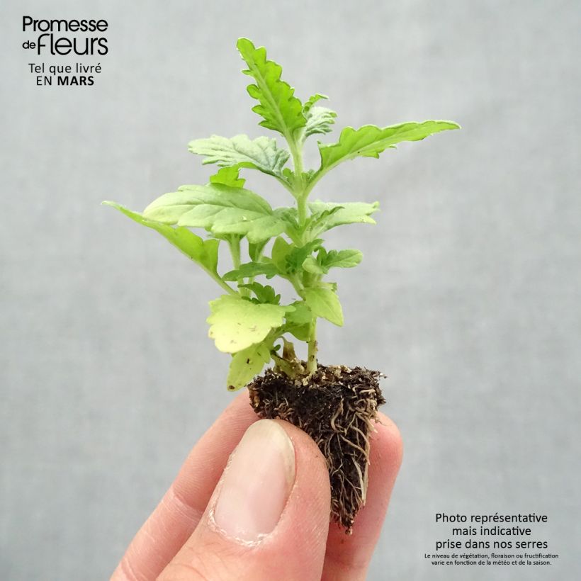 Spécimen de Verveine naine Quartz mélange en plaque de 35 plants tel que livré au printemps