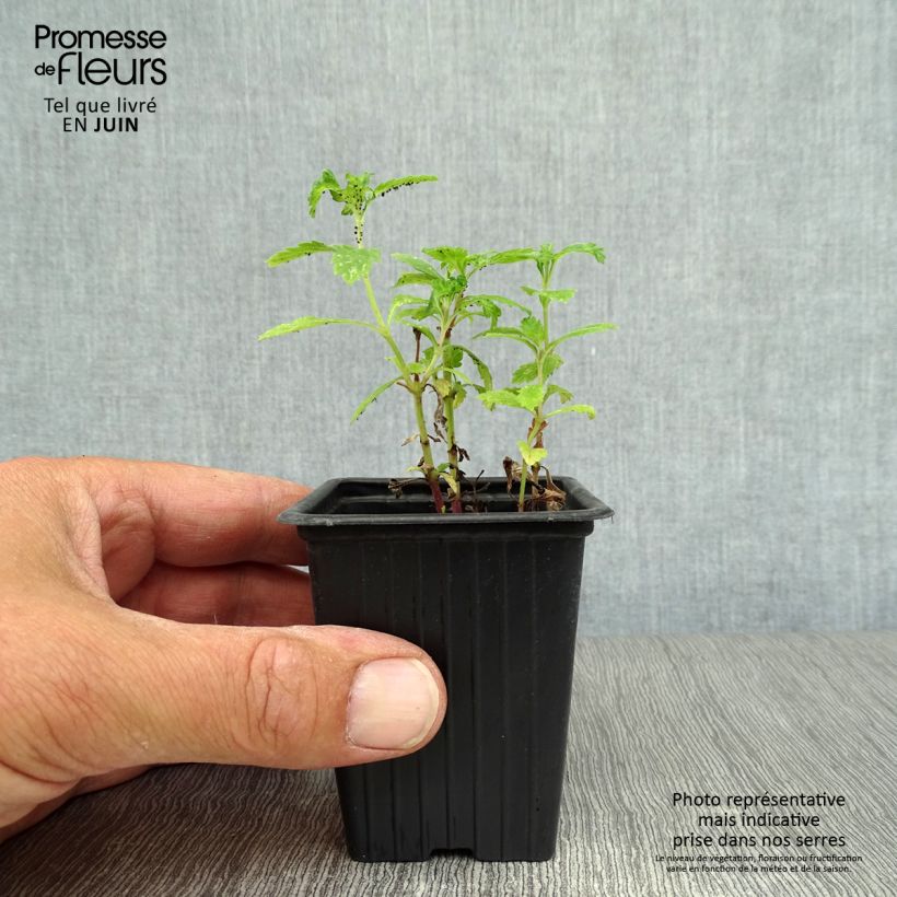 Spécimen de Verveine officinale BIO - Verbena officinalis Godet de 7/8 cm tel que livré en été