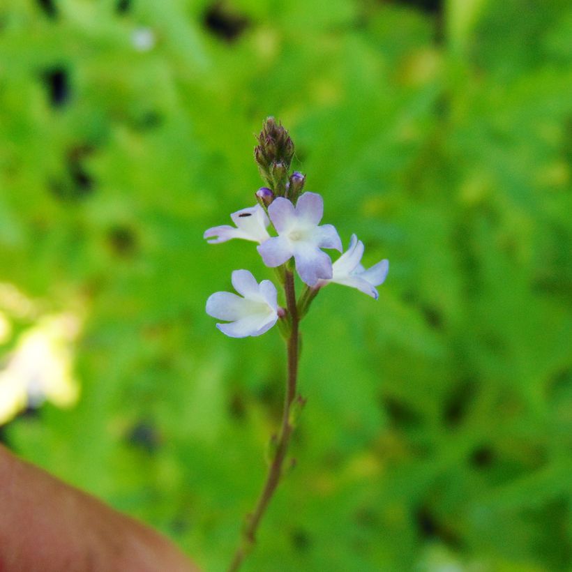 Verveine officinale - Verbena officinalis (Floraison)
