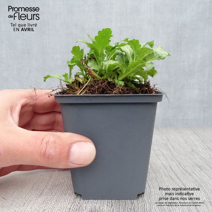 Spécimen de Verveine officinale - Verbena officinalis en godet de 9 cm tel que livré au printemps