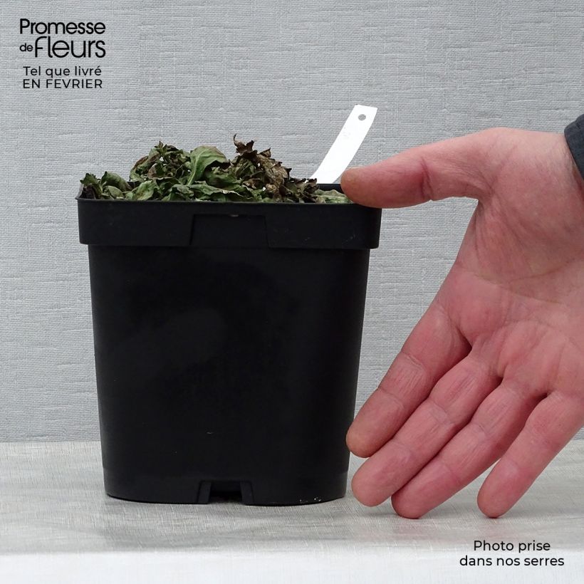 Spécimen de Verveine officinale - Verbena officinalis Pot de 2L/3L tel que livré en hiver