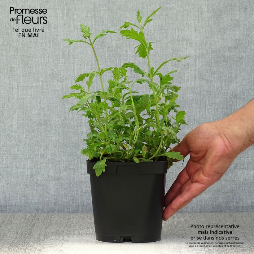 Spécimen de Verveine officinale - Verbena officinalis en pot de 2/3 litres tel que livré au printemps