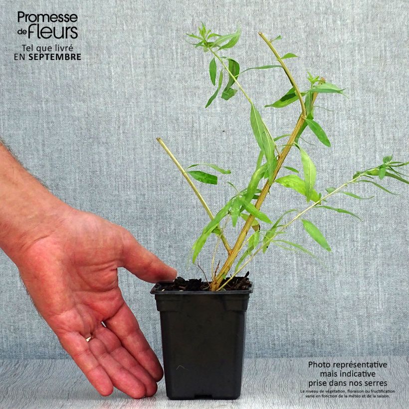 Spécimen de Verveine citronnelle BIO - Aloysia citriodora Mini-motte Ø 3/4 cm tel que livré en automne