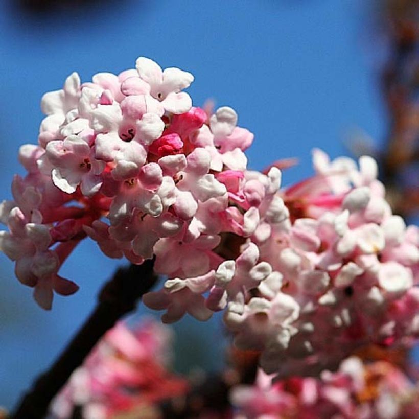 Viorne d'hiver - Viburnum bodnantense Dawn (Floraison)