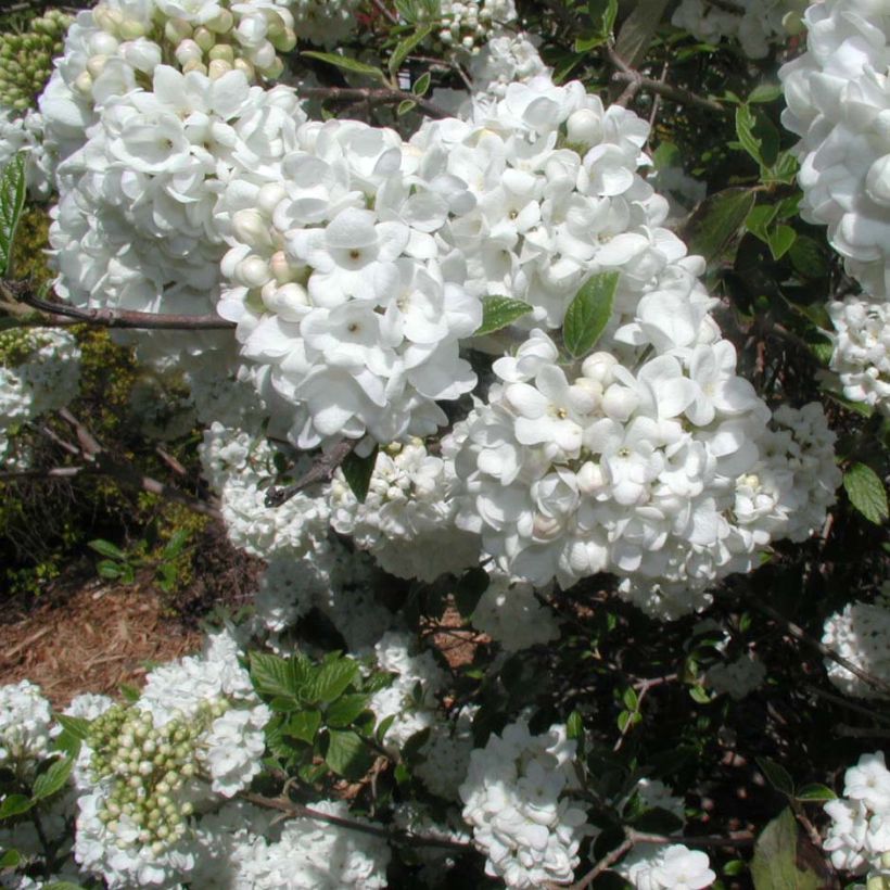 Viorne - Viburnum Eskimo (Floraison)