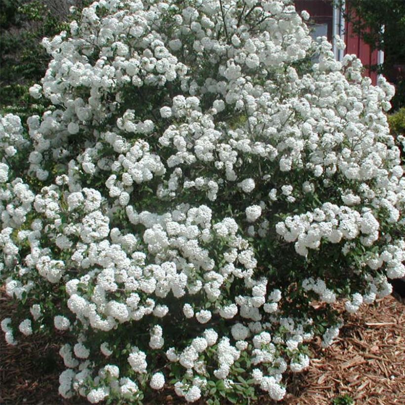 Viorne de Prague - Viburnum Pragense (Floraison)