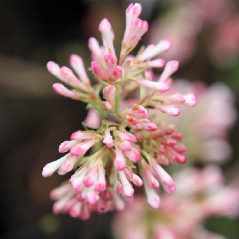 Viorne d'hiver - Viburnum bodnantense Charles Lamont. (Floraison)