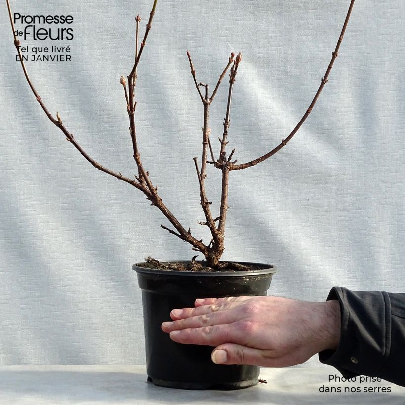 Spécimen de Viorne d'hiver - Viburnum bodnantense Dawn tel que livré en hiver