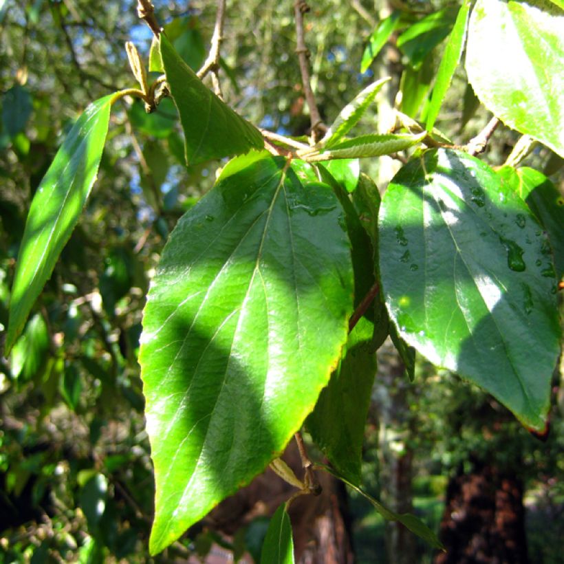 Viburnum burkwoodii - Viorne de Burkwood (Feuillage)