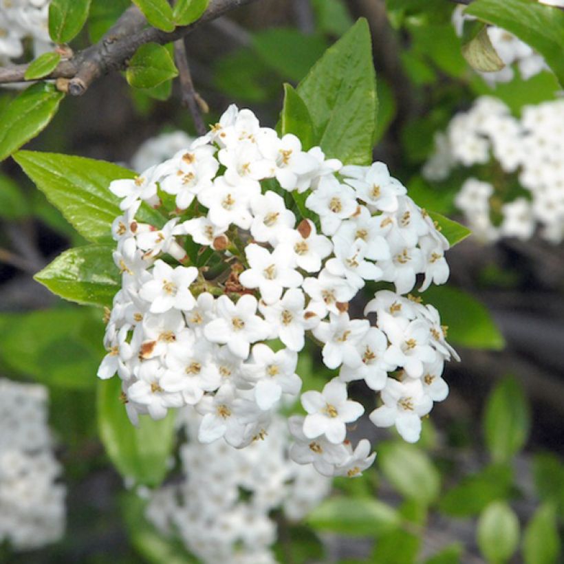 Viburnum burkwoodii - Viorne de Burkwood (Floraison)