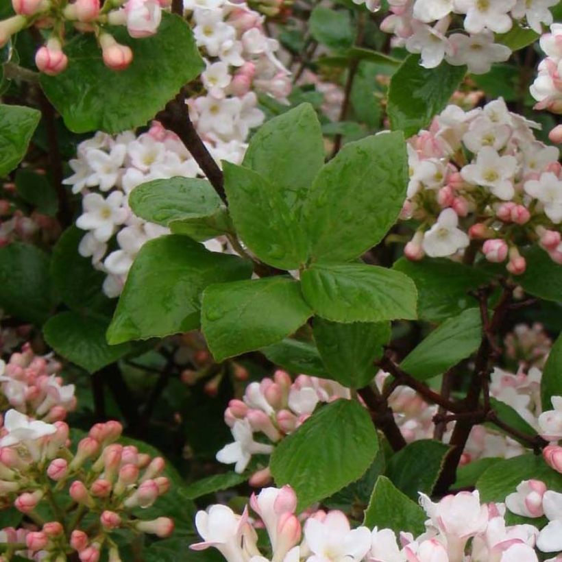 Viorne de Burkwood - Viburnum burkwoodii Ann Russell (Feuillage)