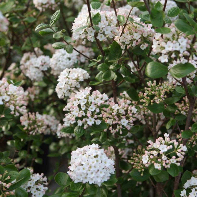 Viorne de Burkwood - Viburnum burkwoodii Ann Russell (Floraison)
