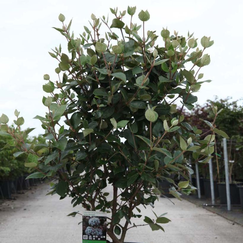 Viorne de Burkwood - Viburnum burkwoodii Ann Russell (Port)