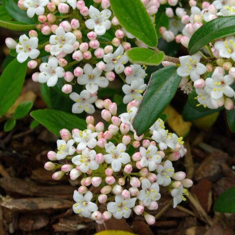 Viburnum burkwoodii Conoy - Viorne de Burkwood  (Floraison)