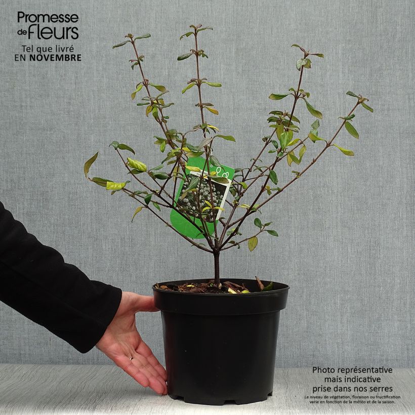 Spécimen de Viburnum burkwoodii Conoy - Viorne de Burkwood  Pot de 4L/5L tel que livré en automne