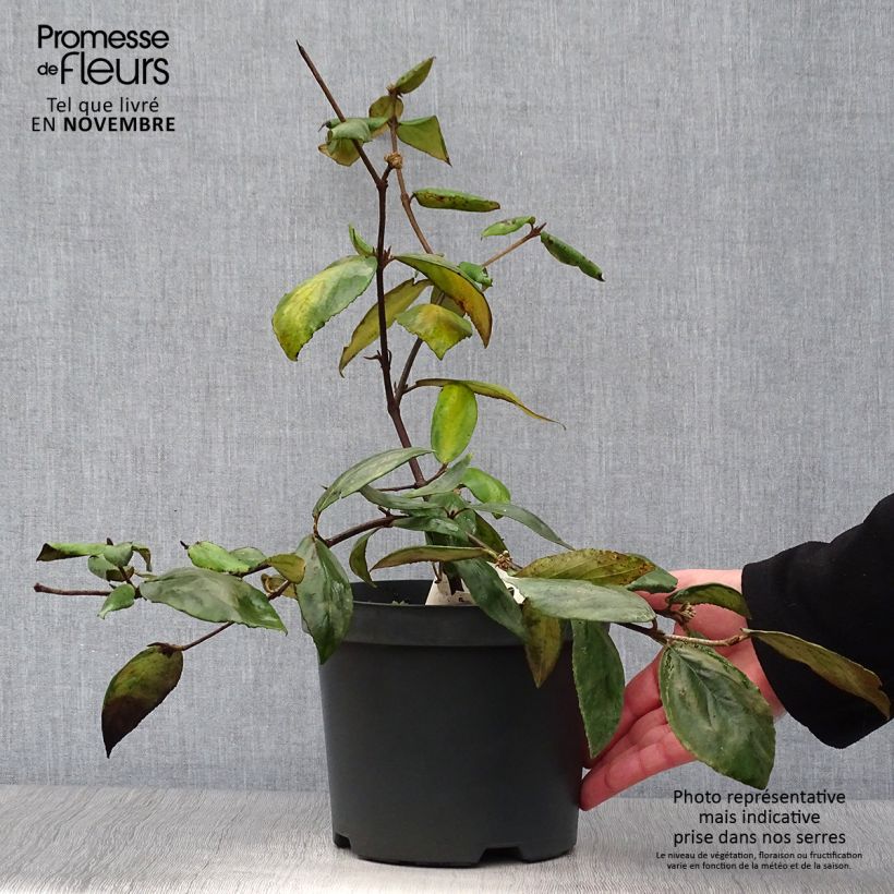 Spécimen de Viburnum burkwoodii - Viorne de Burkwood tel que livré en automne