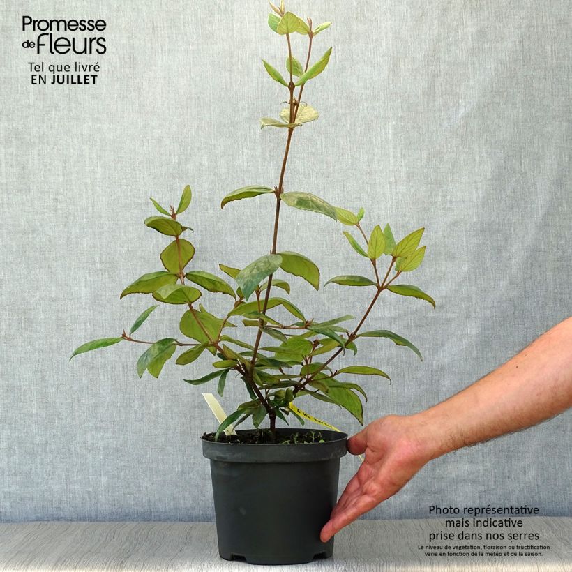 Spécimen de Viburnum burkwoodii - Viorne de Burkwood Pot de 3L/4L tel que livré en été