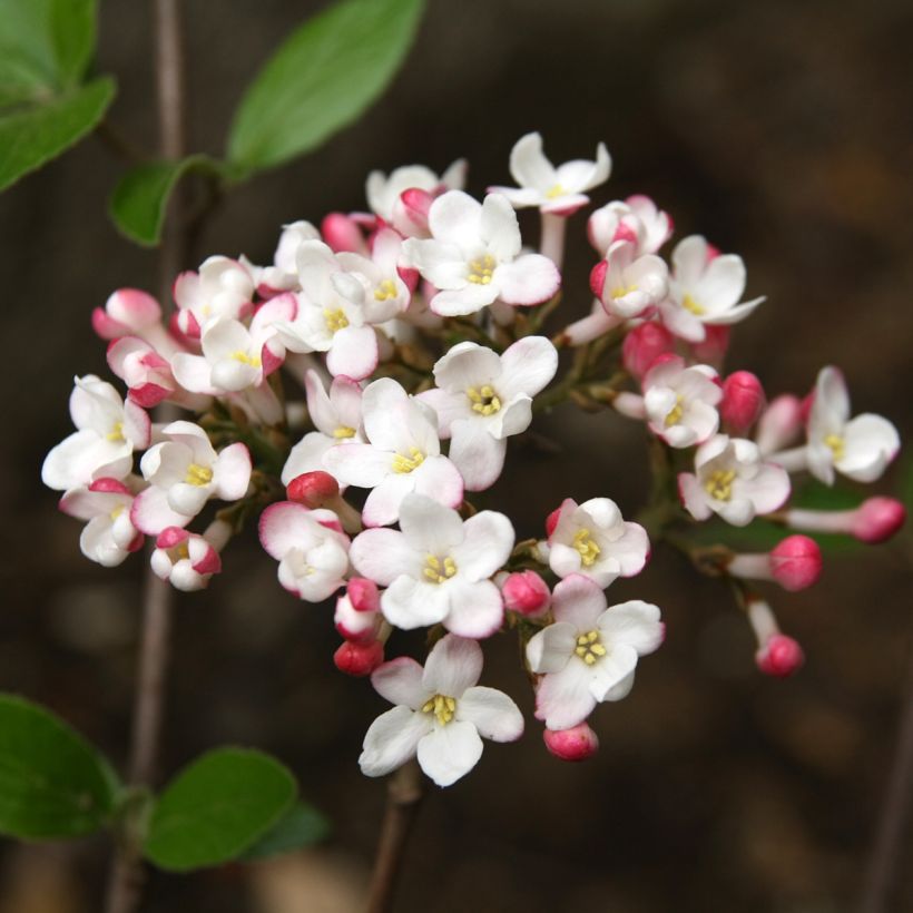 Viorne du Burkwood - Viburnum x burkwoodii Mohawk (Floraison)