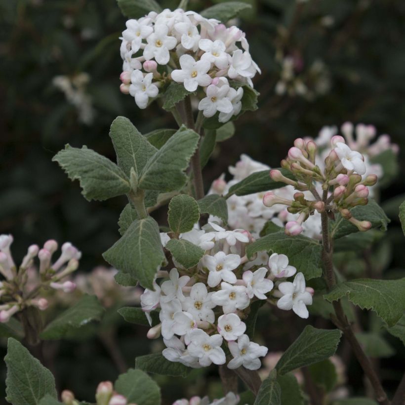 Viburnum carlesii - Viorne de Carle (Floraison)