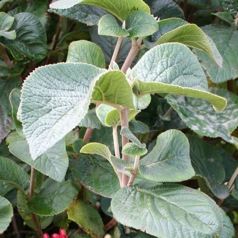 Viburnum carlesii Juddii - Viorne (Feuillage)